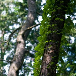 すべては人に支えられて（Bilingual Edition）