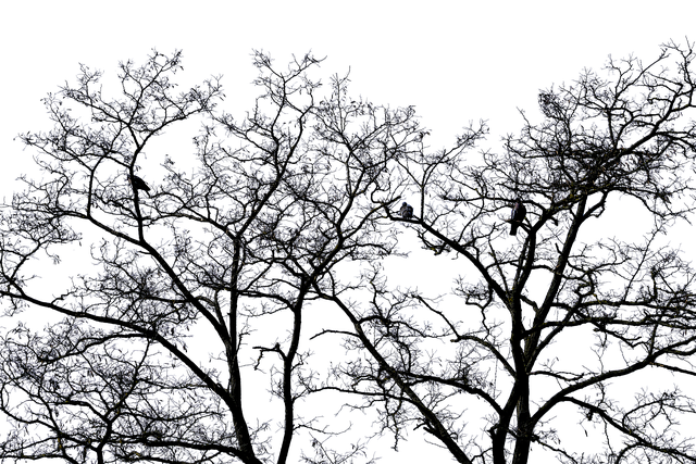 【Literature】Creating a Colorless Character