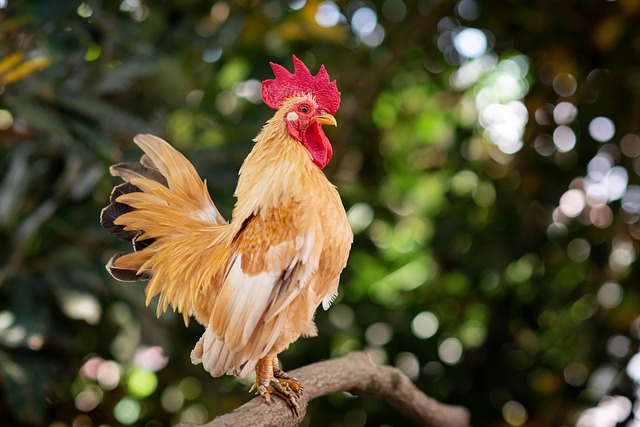 【Philosophy】Win Like a Wooden Rooster – The Power of Stillness