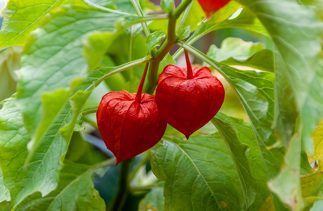 「酸漿」は何て読むの?(Bilingual Edition)