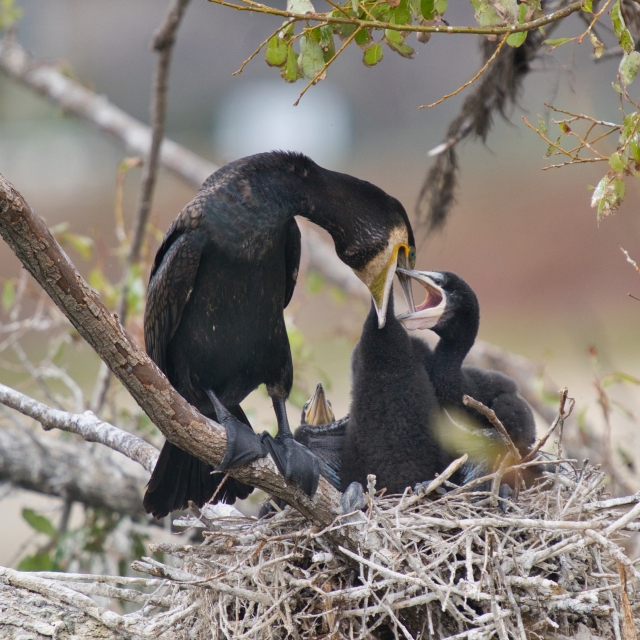 スペイン語3級語彙対策！「母性本能」はスペイン語でどう表現する？和文西訳で学ぶ重要語彙（第428）